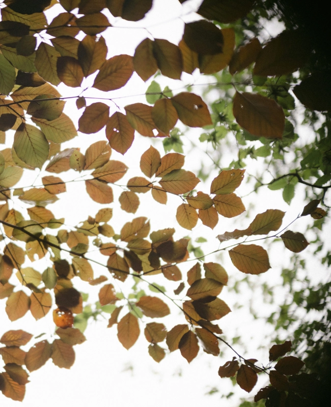 The soul of community - an image to think about community as a tree - the togetherness.